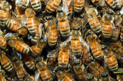 Photo of honeybee swarm