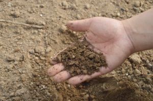 Photo of hand with soil in it